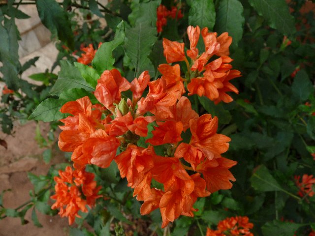 firecracker flower